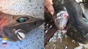 Рыбак из Австралии поймал необычную акулу