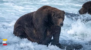 На Аляске объявили конкурс медведя