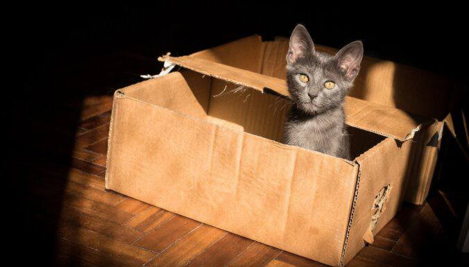 Ученые выяснили, почему кошки так любят коробки